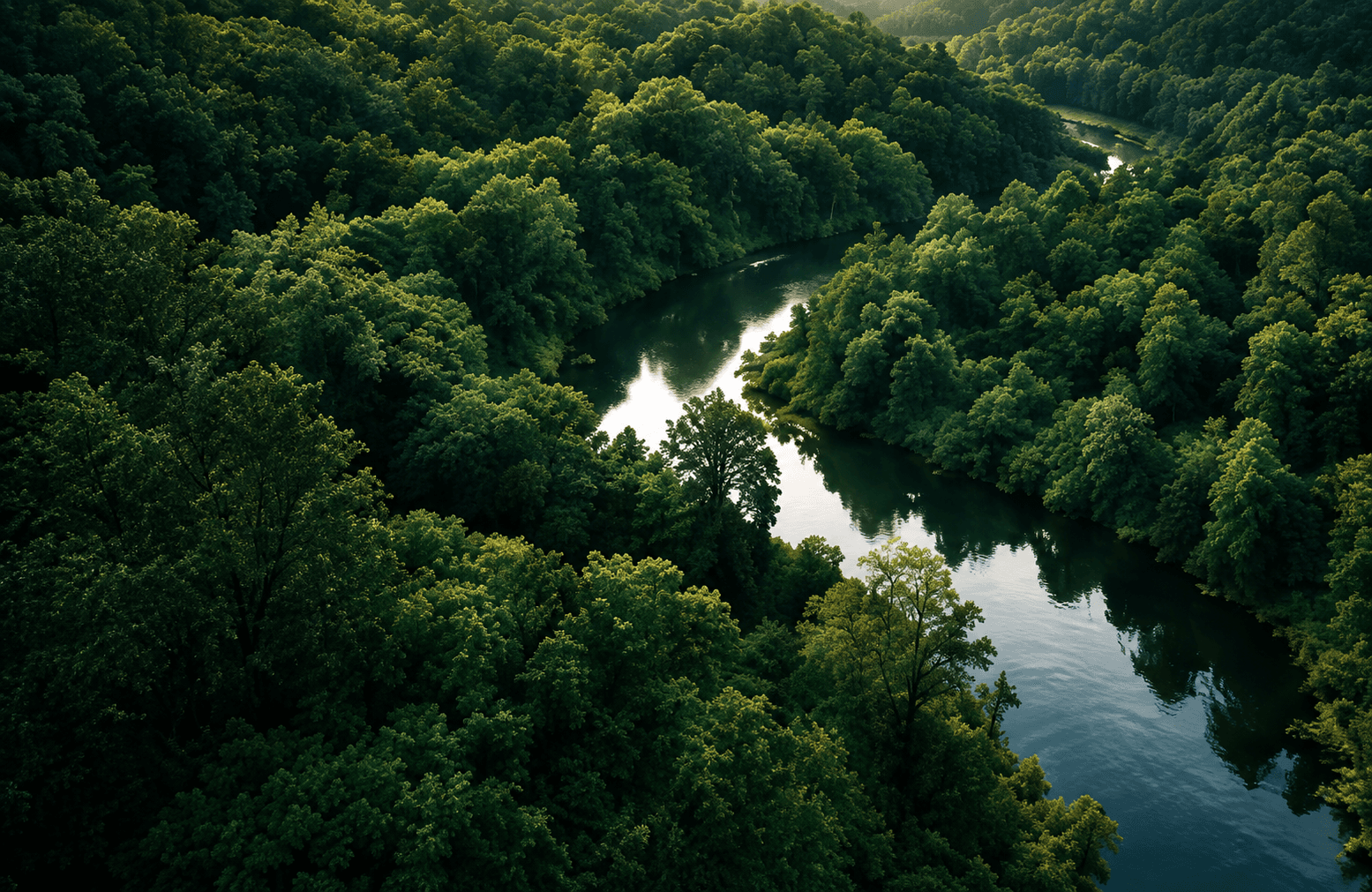 Aerial view of lush forest and a winding river